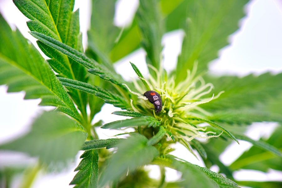 Autoflower vs Photoperiod What is Their Difference