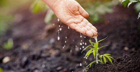 Autoflowering Feeding Schedule