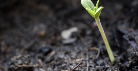 Autoflowering Feminized Seeds Grow Guide