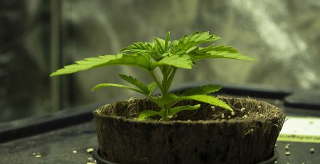 Best Fertilizer of Marijuana