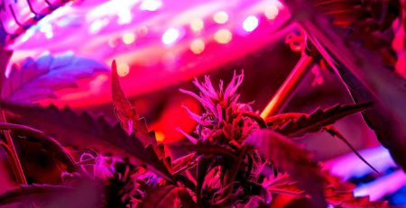 Best Grow Lights for Cannabis