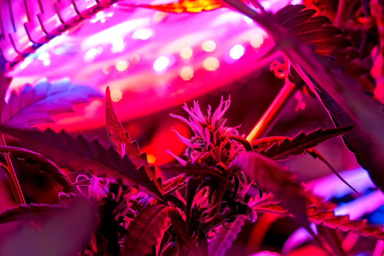 Best Grow Lights for Cannabis