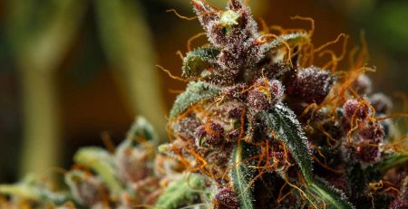 Best Indoor Strain for Yield and Potency