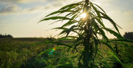 Best Outdoor Strains for Pacific Northwest