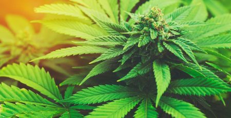 Best Strains to Grow in Maine