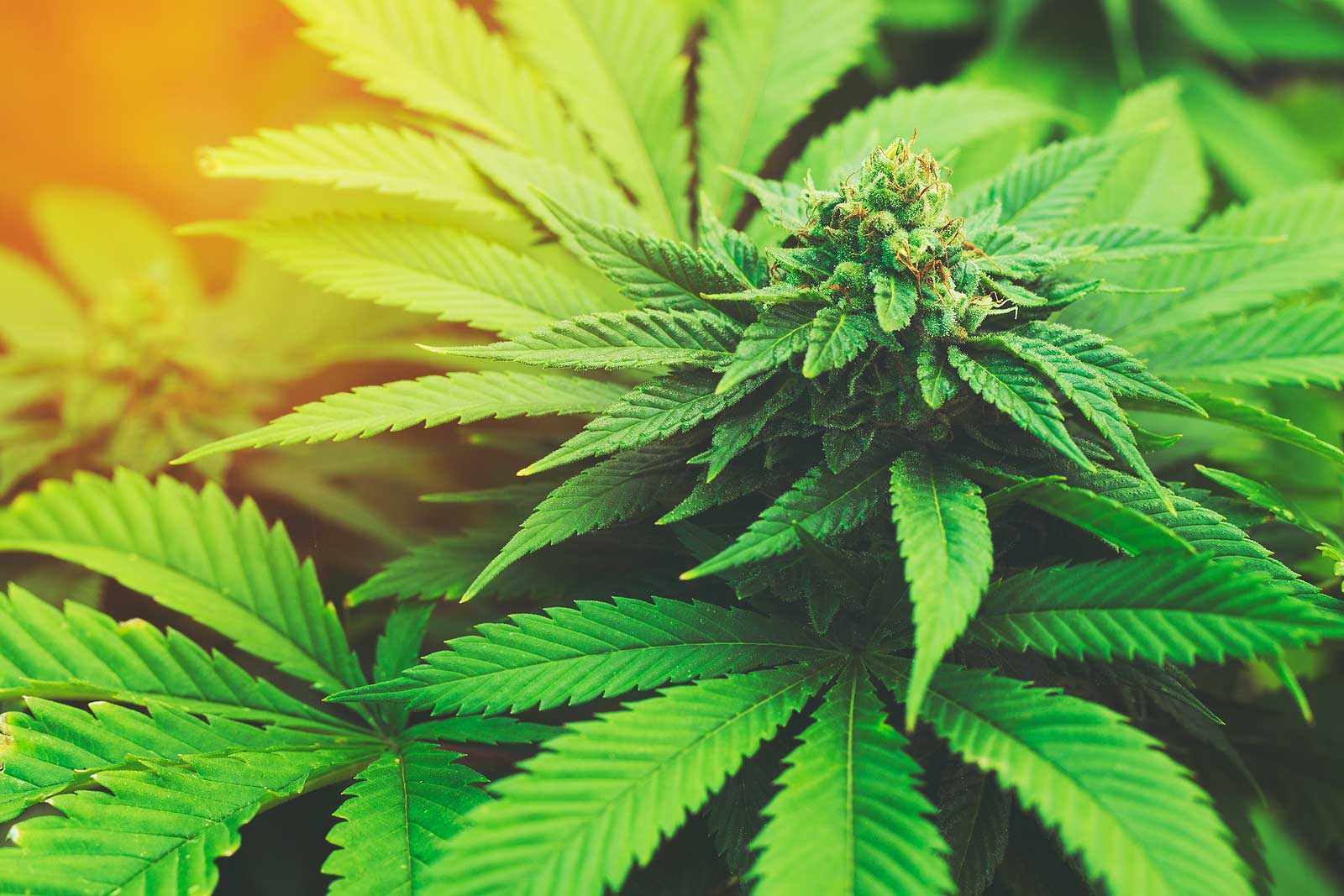 Best Strains to Grow in Maine