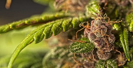 Best Weed In The World Must Buy For Stoners