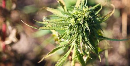 Cannabis Expert Guide to Cloning Autoflowers