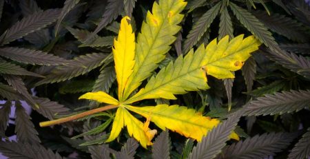 Cannabis Light Burn Symptoms and Solutions