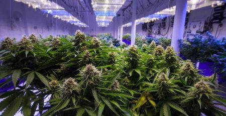 Cannabis Temperature 101 Maintaining a Perfect Condition for your Plants