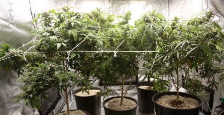 Cheapest Indoor Grow Set Up for Cannabis