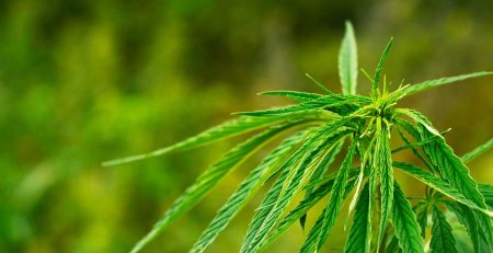 Common Cannabis Seedling Problems