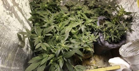 DIY Grow Box for Marijuana