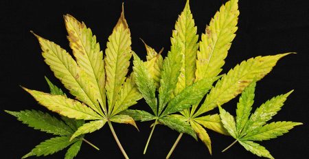 Diagnosing and Fixing Cannabis Leaf Symptoms