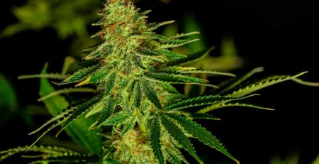 Different Types of Weed Comparison Effects and Benefits