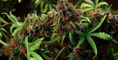 Do Feminized Weed Seeds Make Hermies