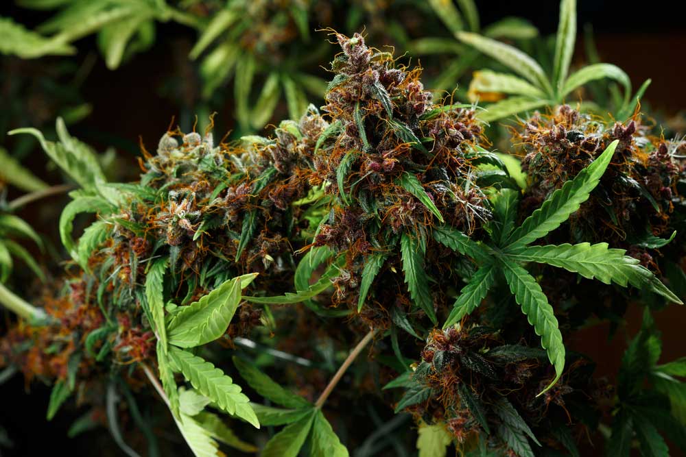 Do Feminized Weed Seeds Make Hermies