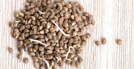 Do Marijuana Seeds Go Bad What Buyers Need to Know
