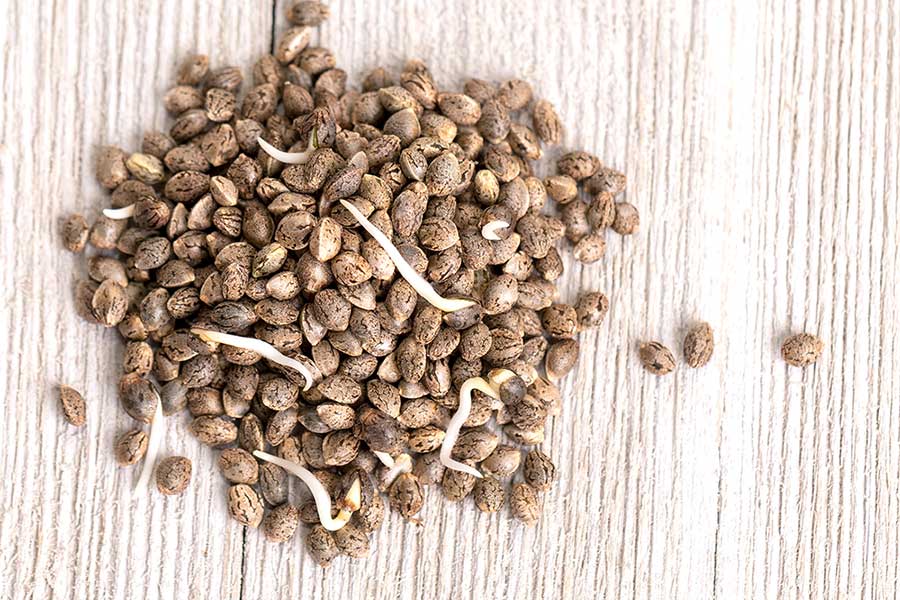 Do Marijuana Seeds Go Bad What Buyers Need to Know
