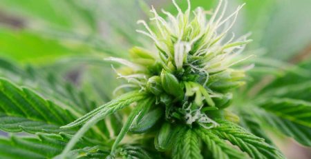 Early Signs of Hermie Plant You Should Know