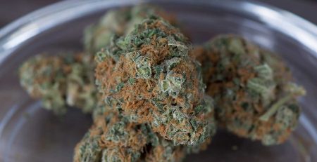 Everything You Need to Know about Hybrid Weed