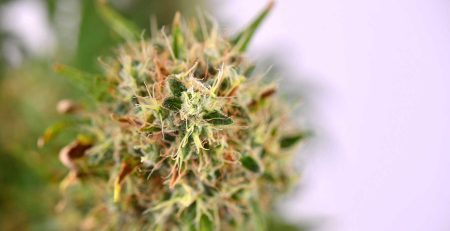Factors to Consider Before Growing Regular Cannabis Seeds