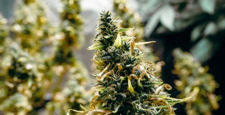 Feminized Cannabis Growing Problems and Troubleshooting Guide
