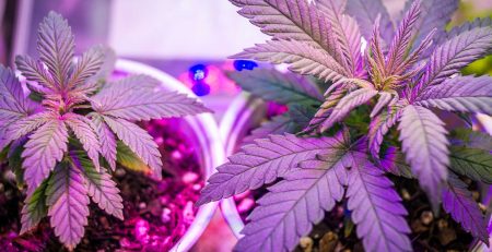 Feminized VS Auto Weed Seeds