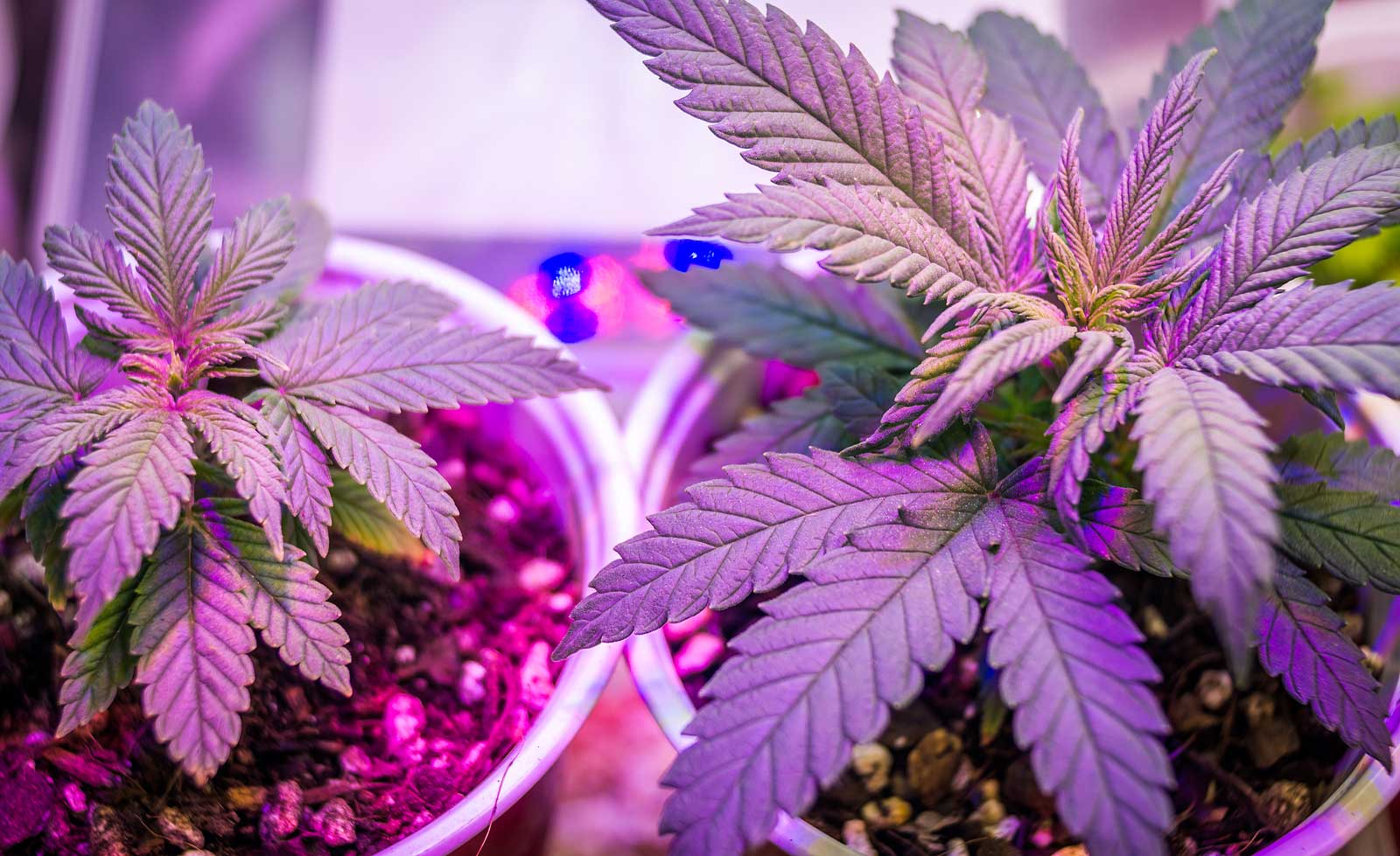 Feminized VS Auto Weed Seeds