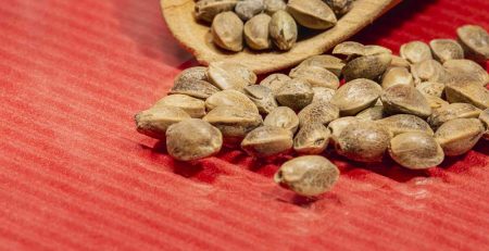 Feminized VS Regular Seeds of Marijuana Compared