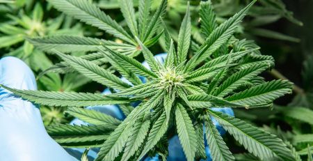 First Signs of Flowering Stage of the Cannabis Plant