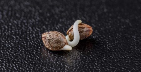 Risks of Forced Feminized Cannabis Seeds