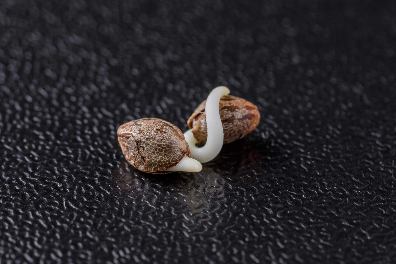 Risks of Forced Feminized Cannabis Seeds