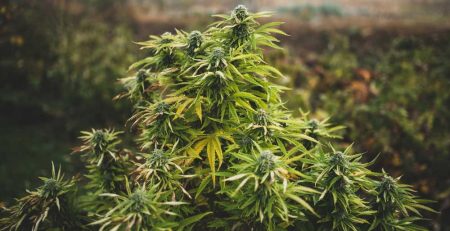 What You Need to Know in Growing Weed in California