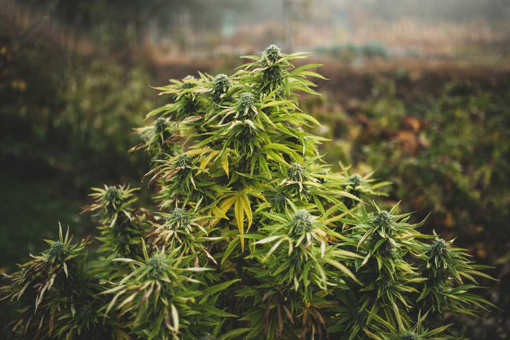 What You Need to Know in Growing Weed in California