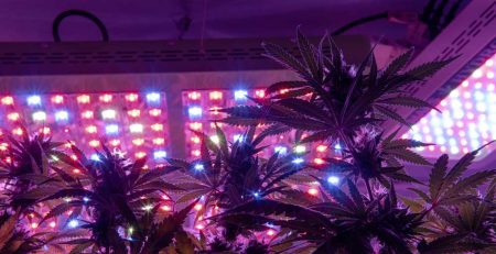 Growing Weed with LED Lights