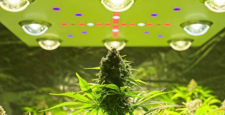 Guide to Autoflower Light Schedule