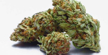 How Many Strains of Weed are There