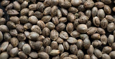 How Much Do Marijuana Seeds Cost