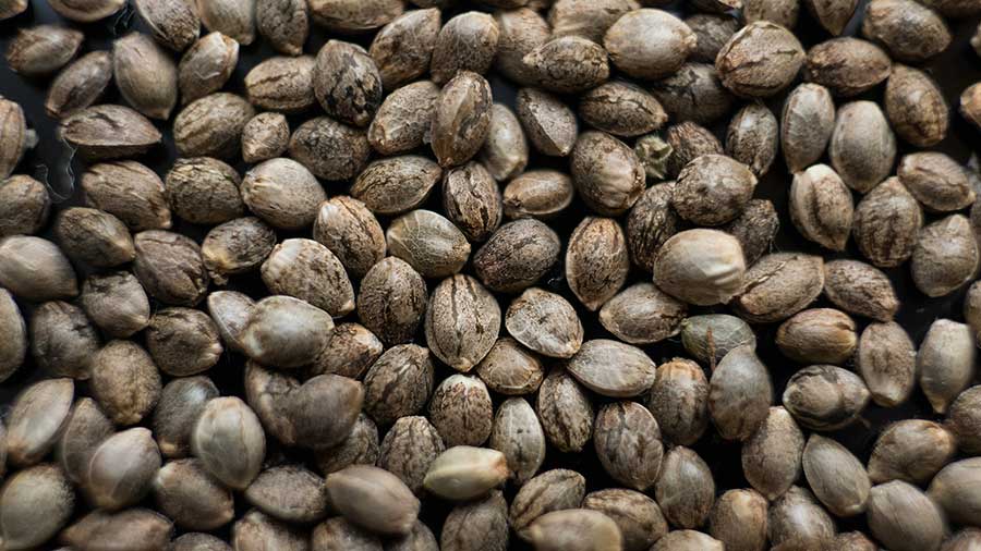 How Much Do Marijuana Seeds Cost