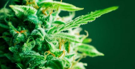 How to Breed New Strains With Regular Cannabis Seeds