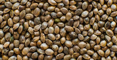 How to Buy Cannabis Seeds From a Seed Bank