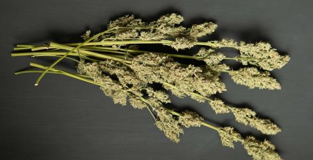 How to Dry Weed the Right Way