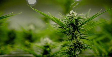 How to Flush Cannabis