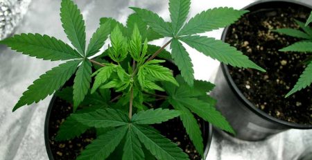 How to Get Female Plants From Your Regular Cannabis