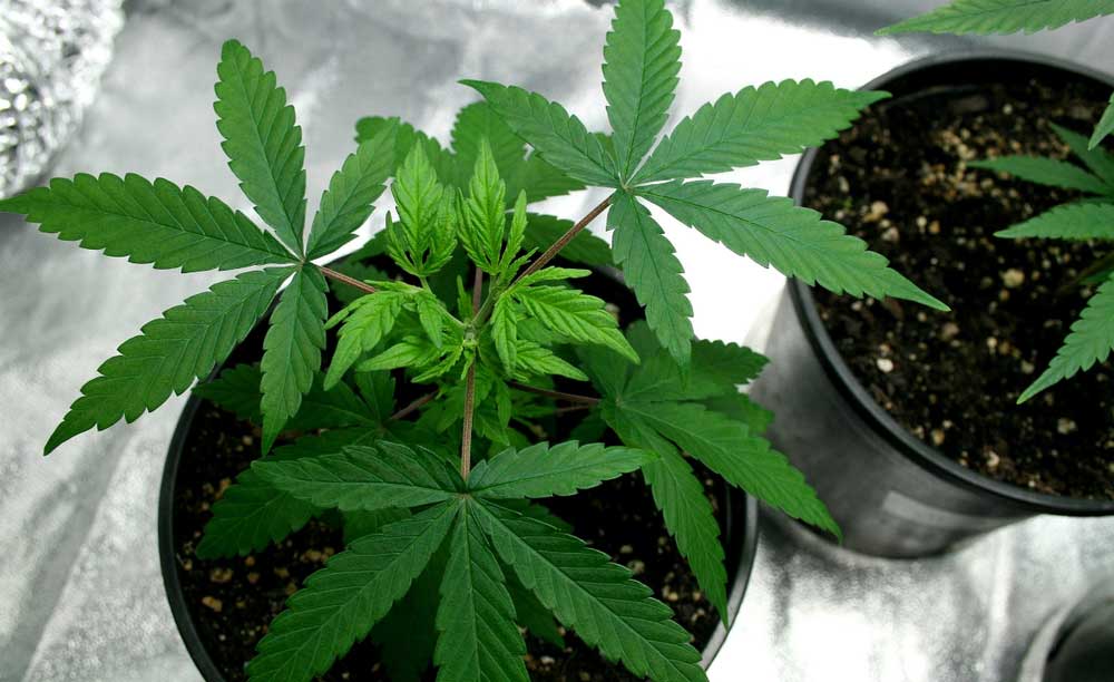 How to Get Female Plants From Your Regular Cannabis