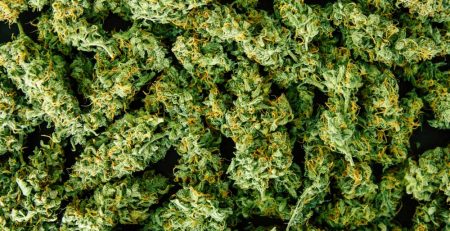 How to Grow Bigger Buds Outdoors