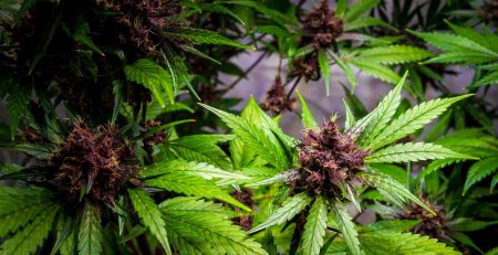 How to Grow Purple Weed
