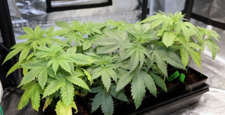 How to Grow Regular Marijuana Seeds Like a Pro