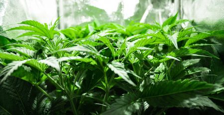 Indoor Feminized Cannabis Seeds Growing Guide